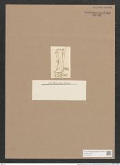 Stigmatophora lanceolata (de-Toni-Nr.: Genus 27, Species 1299) Zeichnungen Sammlung Grunow Nr. 2480 (NHMW-BOT-W0369662)